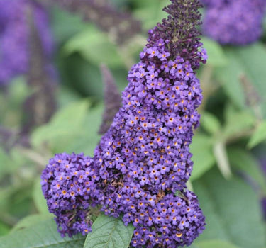 Pugster Blue Butterfly Bush bloom