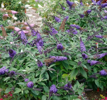 Pugster Blue Butterfly Bush