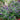 Pugster Blue Butterfly Bush