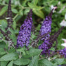 Pugster Blue Butterfly Bush blooms