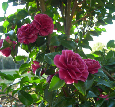 Purple Haze Camellia