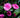 Purple Haze Camellia