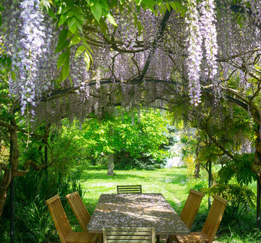 Purple Wisteria