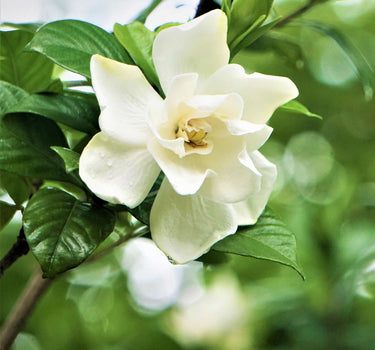 Radicans Gardenia