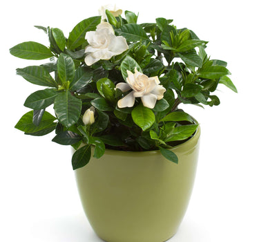 Radicans Gardenia