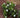 Radicans Gardenia