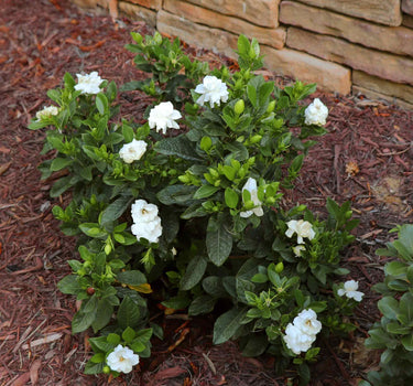 Radicans Gardenia