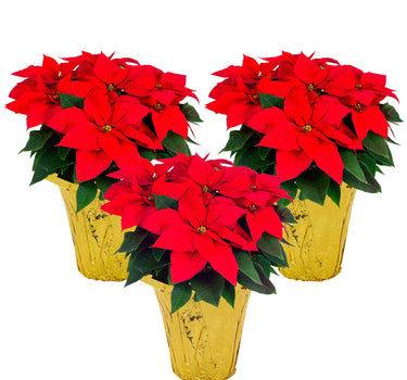 Red Holiday Poinsettia (3-Pack)
