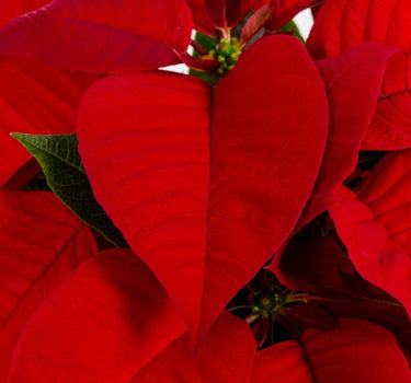 Holiday Poinsettia