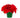 Holiday Poinsettia