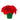Holiday Poinsettia