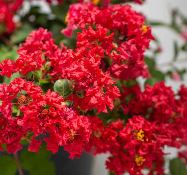 Bellini® Strawberry Crape Myrtle