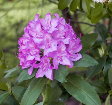 Boursault Catawba Rhododendron