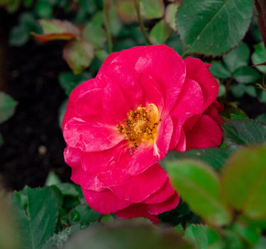 Cinnamon Hearts™ Rose
