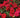 Cinnamon Hearts™ Rose