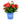 Cinnamon Hearts™ Rose