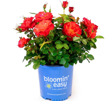 Cinnamon Hearts™ Rose