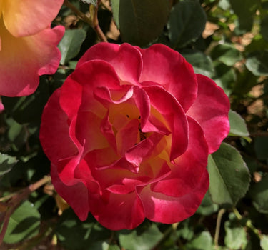 Gumball Goody™ Rose