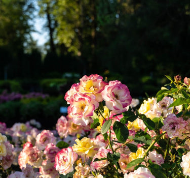 Gumball Goody™ Rose