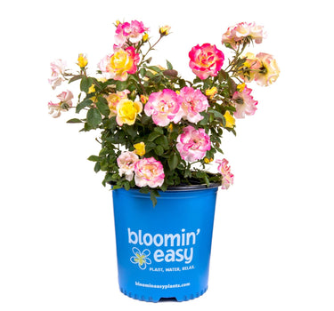 Gumball Goody™ Rose