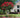 Scarlet Colorama™ Crape Myrtle