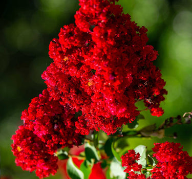Scarlet Colorama™ Crape Myrtle