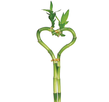 Dracaena 'Lucky Bamboo' (Heart Shape)