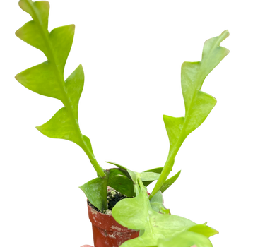 Shark Tooth Orchid Cactus