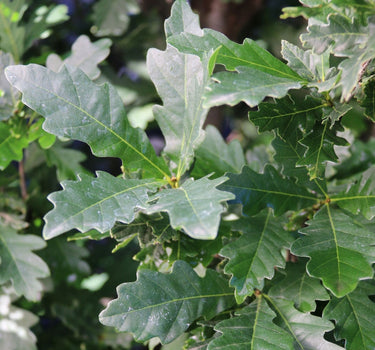 Skinny Genes Oak Tree leaves