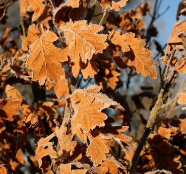 Skinny Genes Oak Tree winter leaves