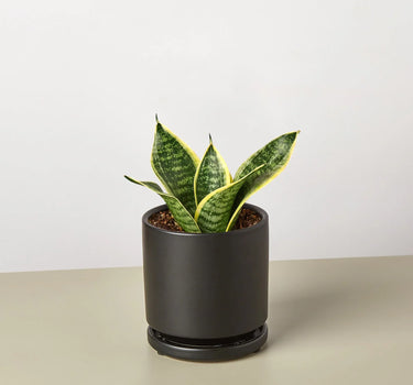 Snake Plant Laurentii Dwarf