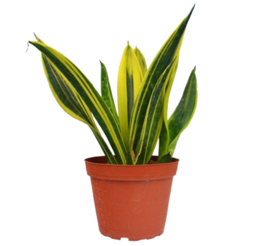 Snake 'Gold Flame'