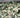 Snow-N-Summer™ Asiatic Jasmine
