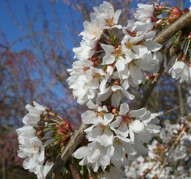 Snow Fountains Weeping Cherry Tree