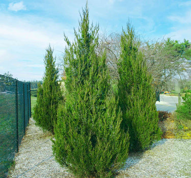 Spartan Juniper