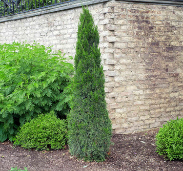 Spartan Juniper