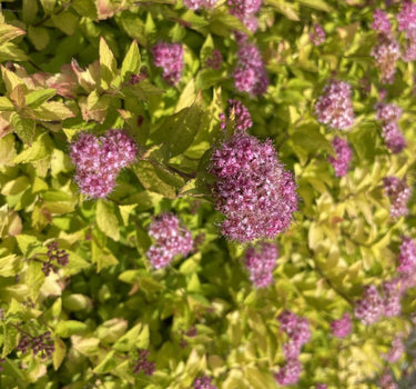 Pineapple Poprocks® Spiraea