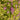 Pineapple Poprocks® Spiraea