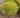 Pineapple Poprocks® Spiraea
