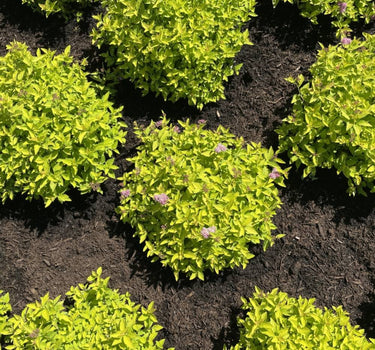 Pineapple Poprocks® Spiraea