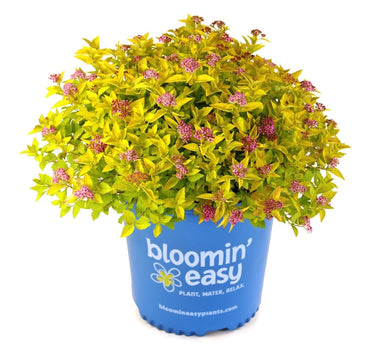 Pineapple Poprocks® Spiraea