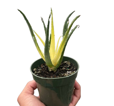 Succulent Aloe Solar Flare