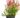 Succulent Euphorbia 'Fire Sticks'