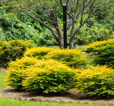 Sunshine Ligustrum