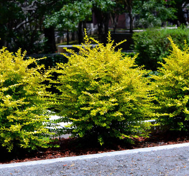 Sunshine Ligustrum