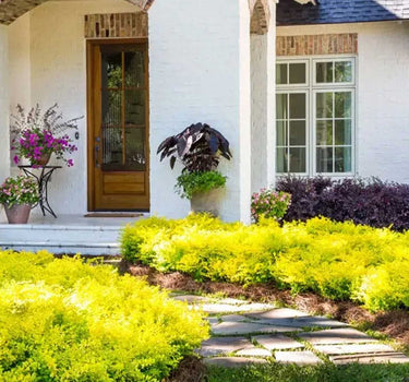 Sunshine Ligustrum