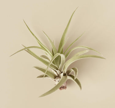 Tillandsia Air Plant Veluntina