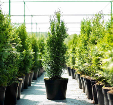 Thuja Green Giant