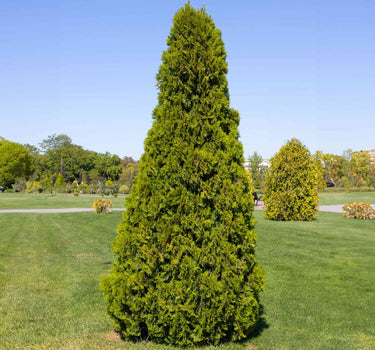 Thuja Virginian™