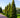 Thuja Virginian™